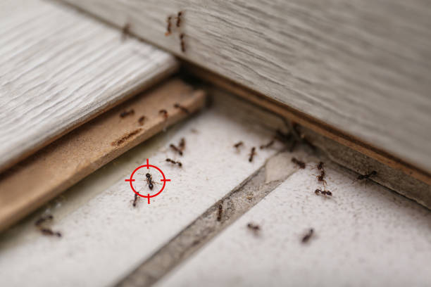 Best Pest Control for Businesses  in Washington, NJ